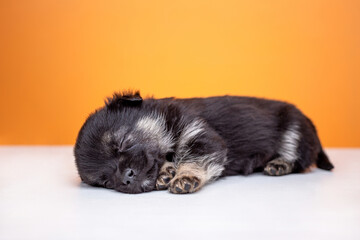 Small black furry puppy sleeping on a yellow background. Sleeping puppy.