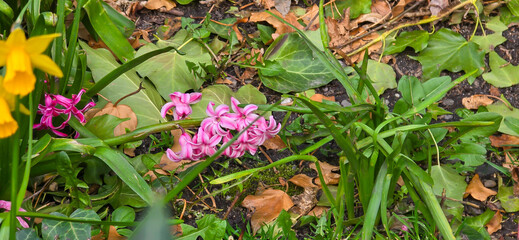 multicolored close up hyacinthus orientalis flower natural spring background