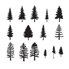 Pine silhouette, tree silhouette
