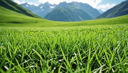 Cercles muraux Destinations Green alpine meadows against the backdrop of mountains. Lawn in the mountains. Background of green grass in wild nature