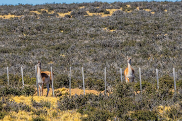 Guanaco grazing along a roadway in Patagonia - 771829158