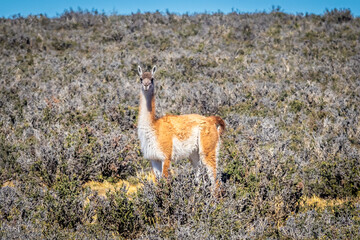 Guanaco grazing along a roadway in Patagonia - 771829163