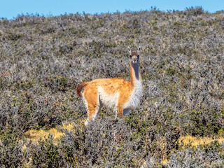 Guanaco grazing along a roadway in Patagonia - 771829302