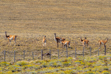 Guanaco grazing along a roadway in Patagonia - 771829511