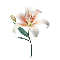 Beautiful white lily with green stem on transparent background