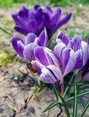 Bee on purple crocuses. Beautiful spring flowers. Vertical photo.