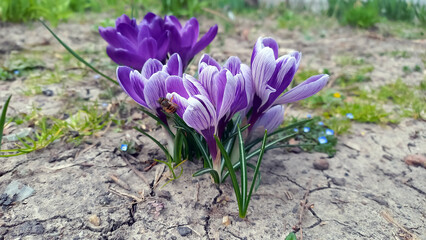 Bee on purple crocuses. Spring flowers.