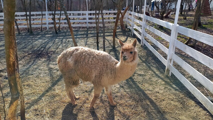 Brown alpaca on the farm.