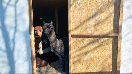 Curious alpacas peek out from their pen.