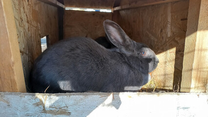 Adult gray rabbit in the hutch