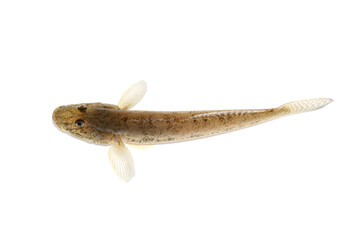 Naklejka premium マハゼ 釣りの魚 白バック