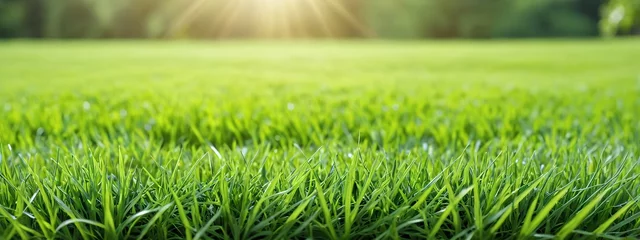 Foto op Plexiglas Green lawn with fresh grass outdoors. Nature spring grass background texture, blurred background with copy space. Landscaping of a parking area. © 360VP