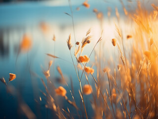 Detailed yellow-orange flowering grass blurs against a blue lake, creating an abstract effect. - obrazy, fototapety, plakaty