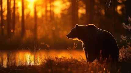 Fotobehang Silhouette of a Brown Bear (Ursus arctos) Against the Dawn Sky in Finland, June © Art by Afaq