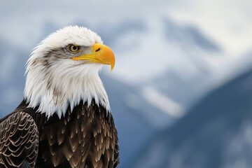Fototapeta premium Close up of a strong bald eagle.