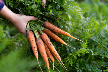 A good harvest of carrots in women's hands close-up, organic vegetables from the garden