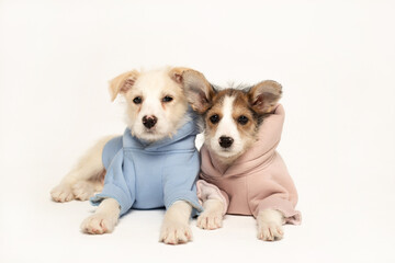Two puppies in hoodies lies on a white background. Brother and sister puppies from the same litter.