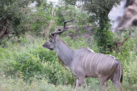 The greater kudu (Tragelaphus strepsiceros) is a large woodland antelope, found throughout eastern and southern Africa.  This photo was taken in South Africa.