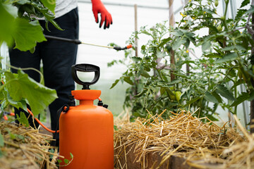 treatment of tomato plants from harmful precipitation in the form of dew and from pests and gray...