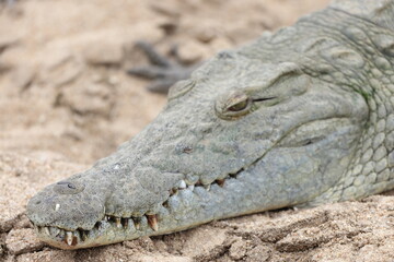 Obraz premium The Nile crocodile (Crocodylus niloticus cowiei ) is a large crocodilian native to freshwater habitats in Africa. This photo was taken in South Africa.