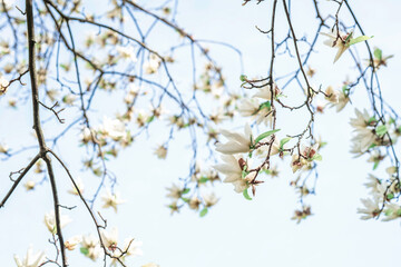 Beautiful yellow flower magnolia blooming in spring