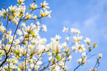 Yellow magnolia blooming under blue sky