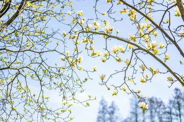Background of yellow magnolia branches looking up