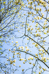 Background of yellow magnolia branches looking up