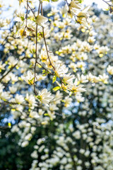 Beautiful yellow flower magnolia blooming in spring