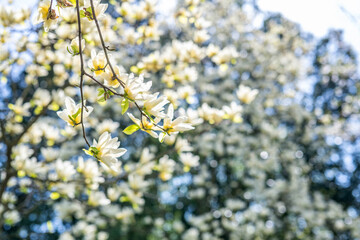 Beautiful yellow flower magnolia blooming in spring