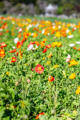 Obraz premium Colorful poppies blooming in spring