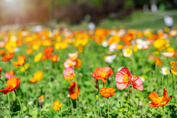 Naklejka premium Colorful poppies blooming in spring