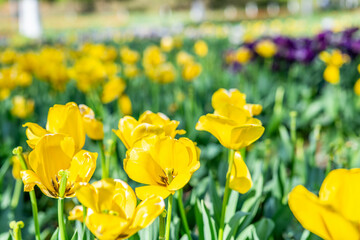 Obraz premium Tulips blooming in spring in Changsha Garden Ecological Park