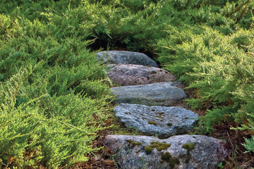 Stone stair pathway trail steps, grey and red colorful granite rock stairway pavement path in sunny summer garden, large detailed horizontal juniper growth footpath pattern closeup - 771847341