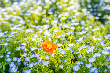 A poppy poppy among a screen full of blue pink butterflies