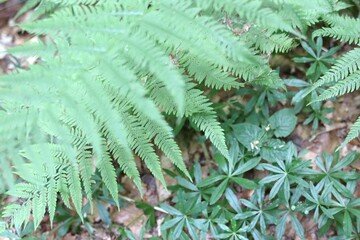KUELSCHEIER, REGION MULLERTHAL. LUXEMBURGO. EUROPA.