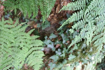 KUELSCHEIER, REGION MULLERTHAL. LUXEMBURGO. EUROPA.