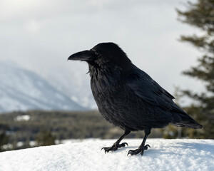 Raven (Corvus corax); Grand Teton NP; Wyoming - 771849356