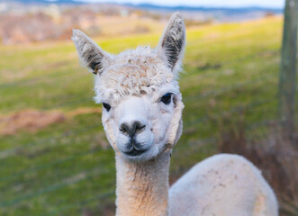 Obraz premium close up of a alpaca