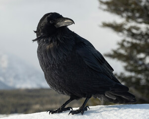 Raven (Corvus corax); Grand Teton NP; Wyoming - 771849514