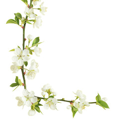 Obraz na płótnie Canvas Artistic depiction of white flowers and green leaves on a transparent background