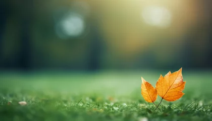 Fotobehang Autumn orange leaf on green grass autumn come © ahmed