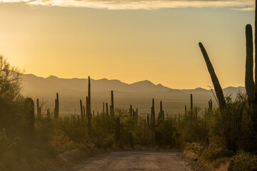 Saguaro Cactus Line Hohokom Road at Sunset