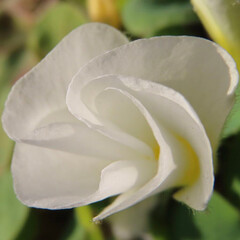 フヨウカタバミが白い花を咲かせています - obrazy, fototapety, plakaty