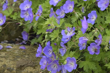 Purple Geraniums 1