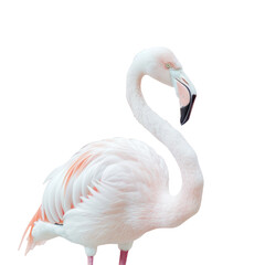 A Greater flamingo with a long neck stands gracefully on a transparent background