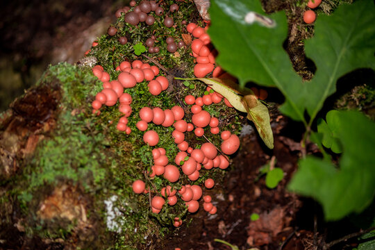 Lycogala epidendrum (wolf's milk, groening's slime) - A type of mold that lives on rotten stumps