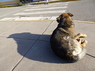 [Peru] A brown stray dog relaxing on the sidewalk (Puno)