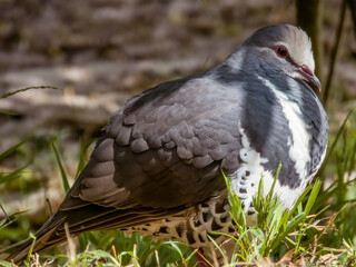 Wonga Pigeon in New South Wales, Australia