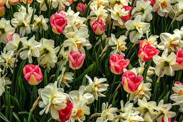 A new season of bright tulip blooms opens in March in Keukenhof flower garden. Keukenhof is the world's largest flower and tulip garden park in South Holland. Lisse, South Holland, the Netherlands. - 771856962